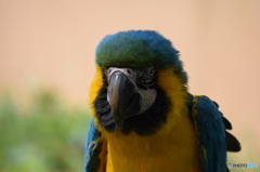 ルリコンゴウインコ