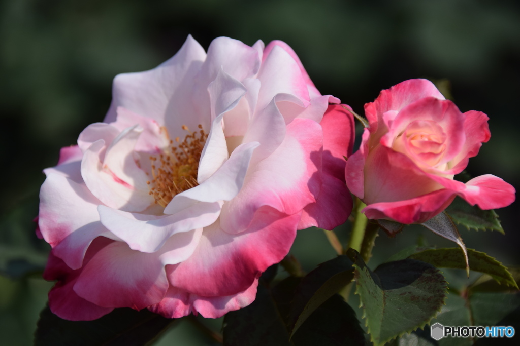 神代植物公園のバラ