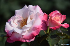 神代植物公園のバラ