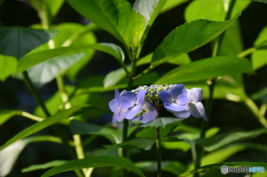 アジサイ。