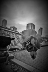 Rainy Rose