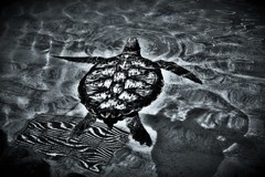 Okinawa Tradition(Sea Turtle) 