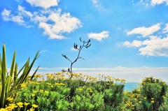 Floral Coast