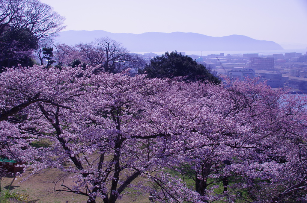 石巻日和山桜から牡鹿半島へ