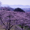 石巻日和山桜から牡鹿半島へ