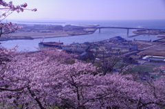 石巻日和山桜から旧北上川河口へ