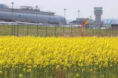菜の花畑からの仙台空港
