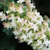 花の名は