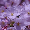 石巻日和山桜満開アップ