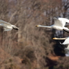 野鳥撮影訓練 白鳥 上昇中