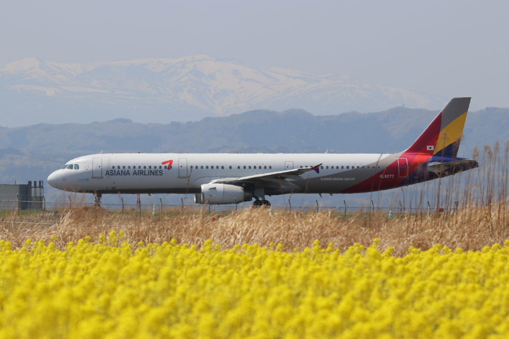 菜の花畑からの仙台空港 着陸アプローチ