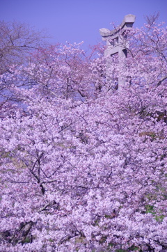 石巻日和山桜に浮かぶ鳥居