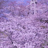 石巻日和山桜に浮かぶ鳥居