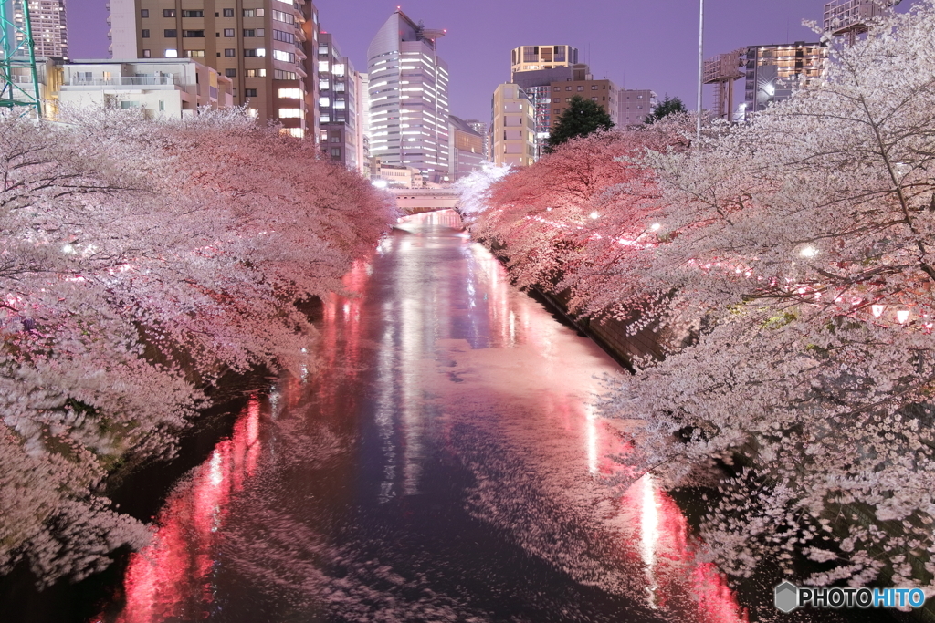 目黒川の夜桜