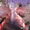 目黒川の夜桜