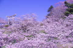 石巻日和山桜と青空