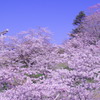 石巻日和山桜と青空