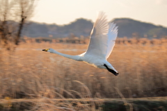 野鳥撮影訓練 白鳥 離水