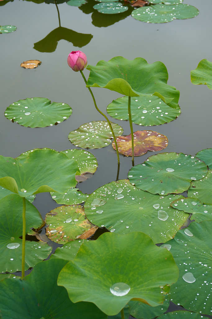 雨上がりの古代蓮