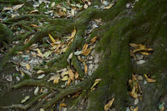 葉と根