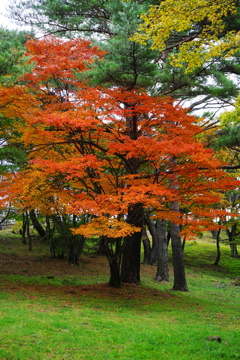 紅一点