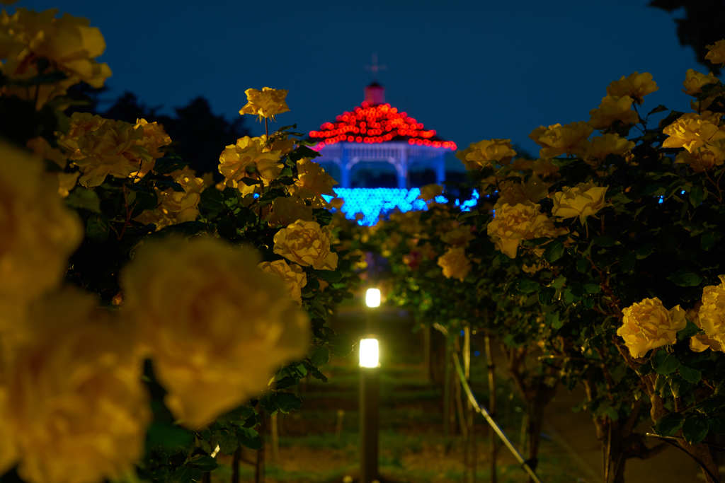 夜の宴