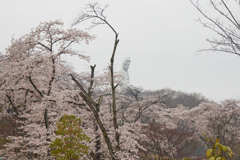 桜を愛でる