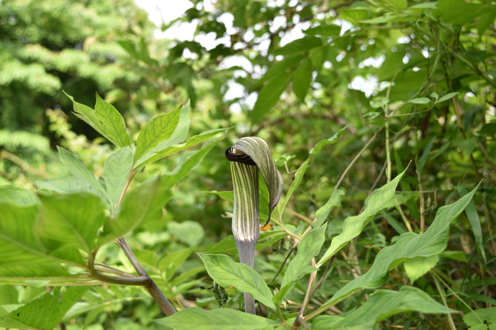 こんにゃくの花