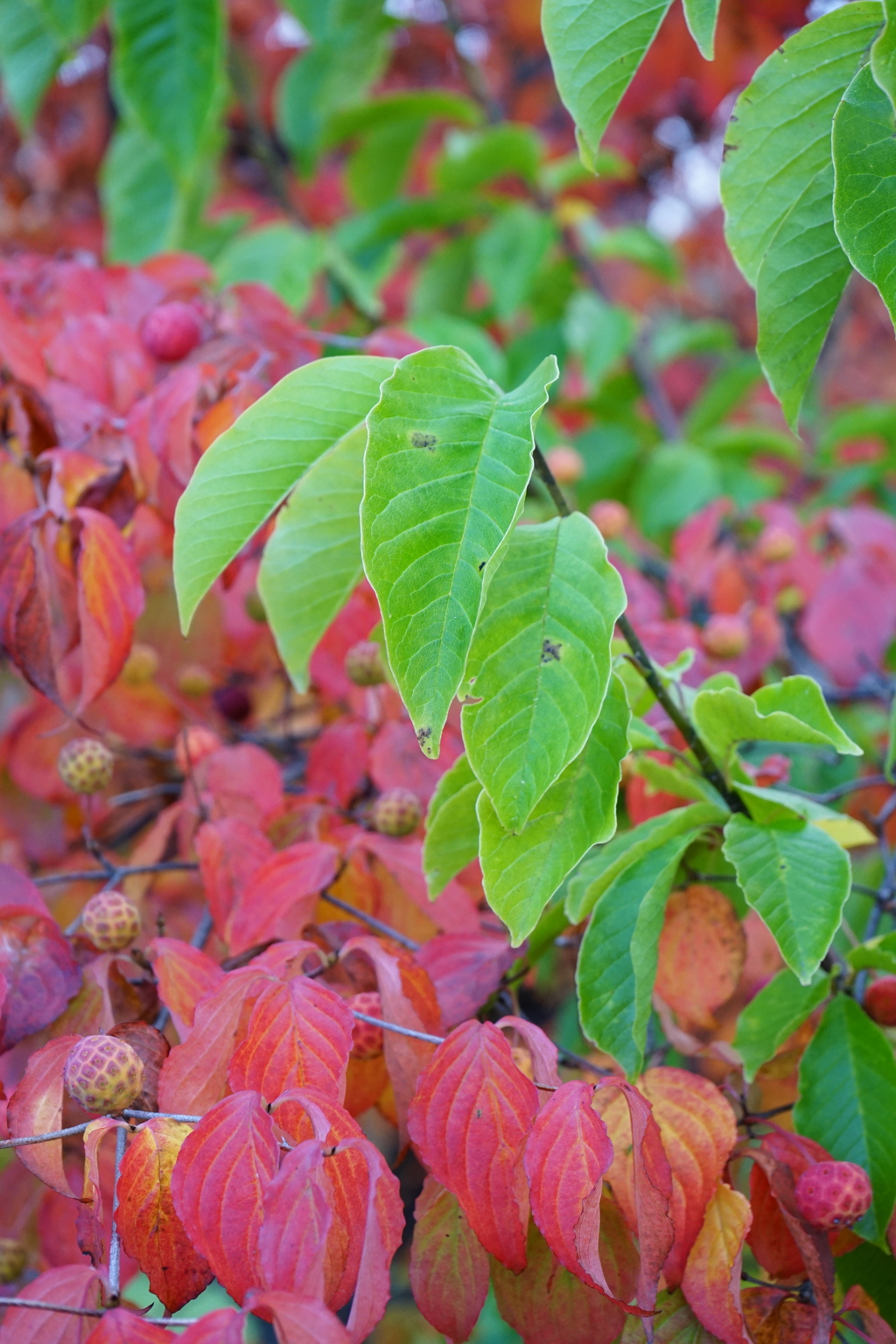 Red＆Green