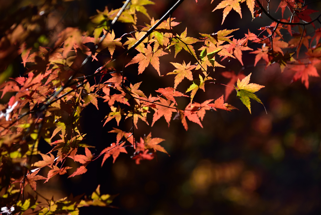 今年最後の紅葉