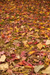 秋色の絨毯