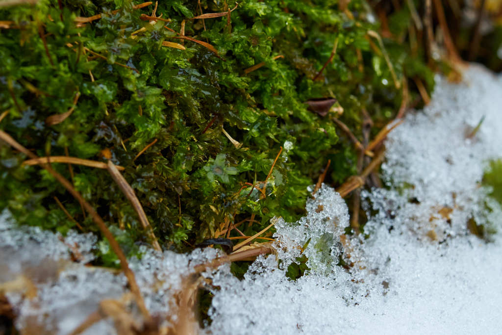 苔と雪