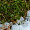 苔と雪