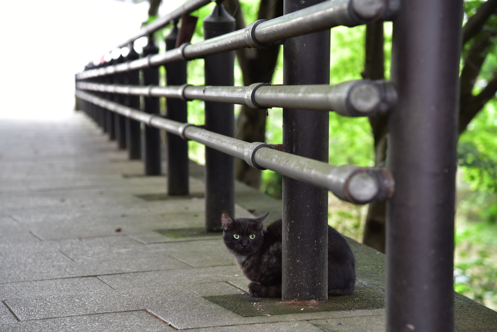 かくれんぼニャ(=^・^=)