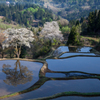 棚田の桜