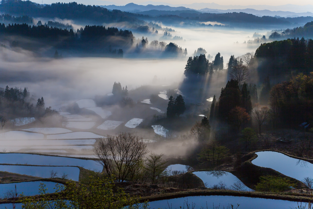 朝霧の棚田