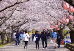 花見道