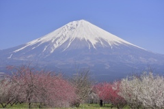 梅と富士
