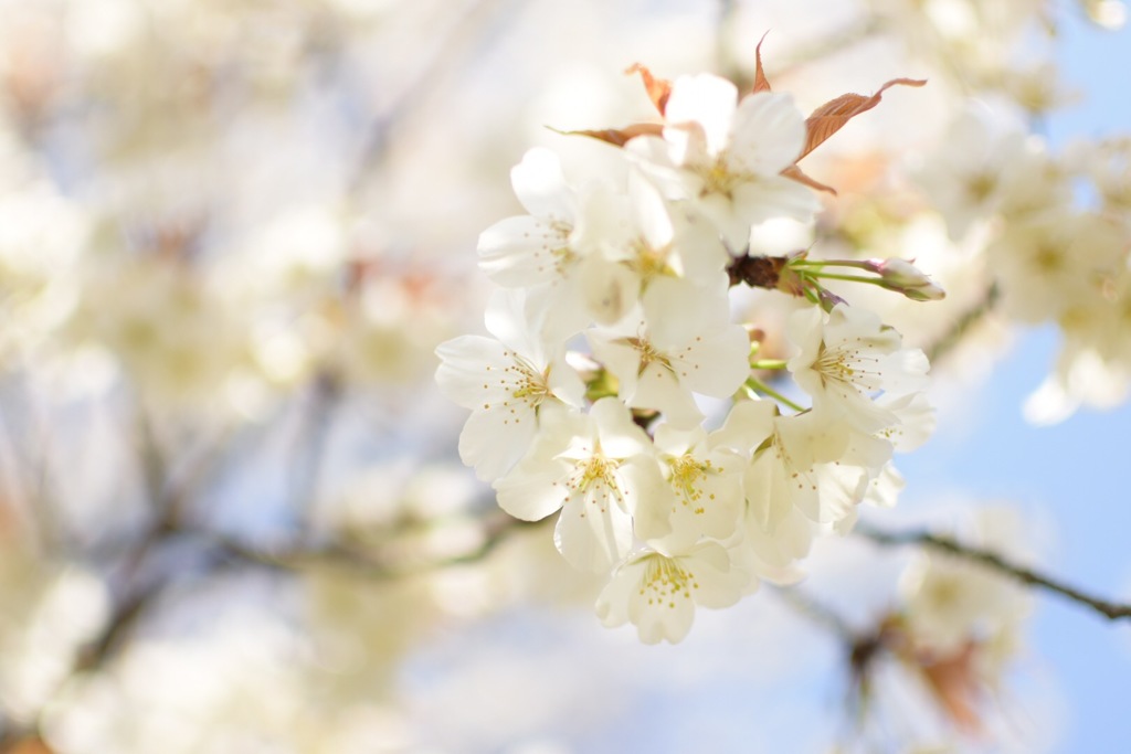 桜