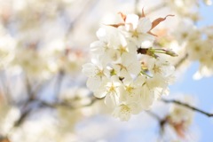 桜