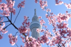 桜とスカイツリー