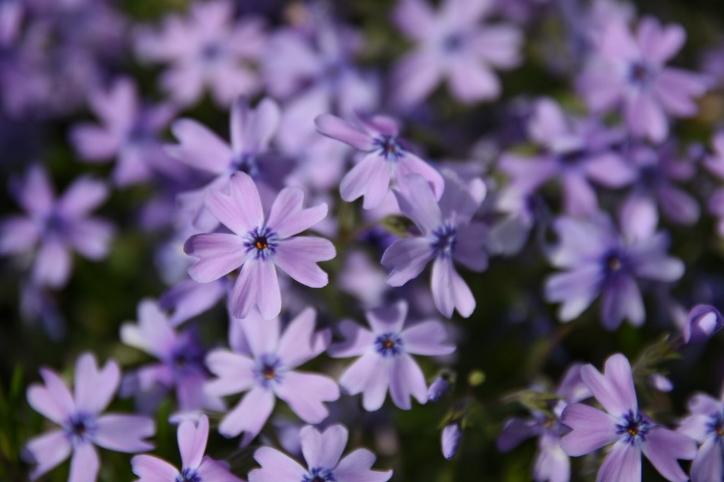 父の芝桜