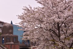 早咲きの桜-3