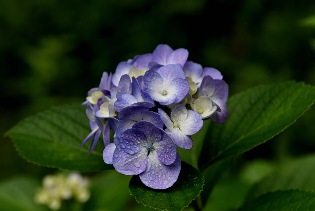 平和島公園の紫陽花_２