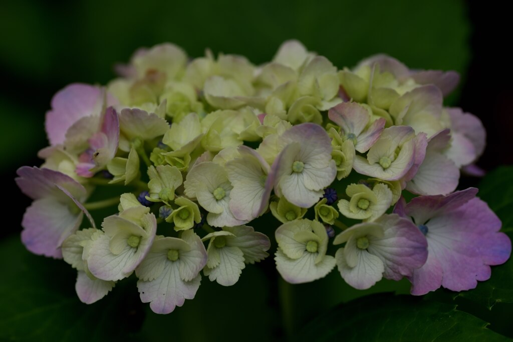 平和島公園の紫陽花_３