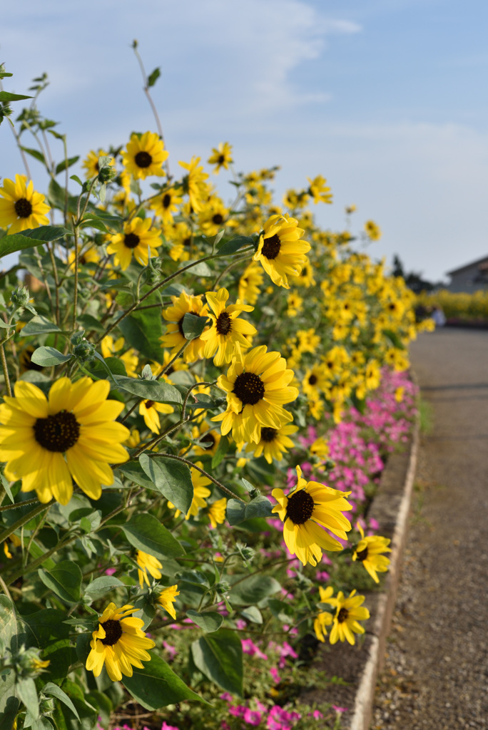 夏の向日葵