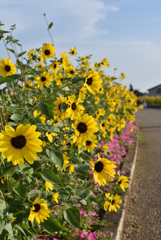 夏の向日葵