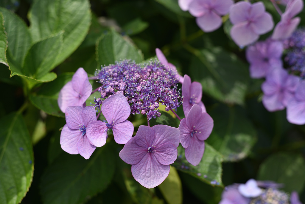 近所の紫陽花_3