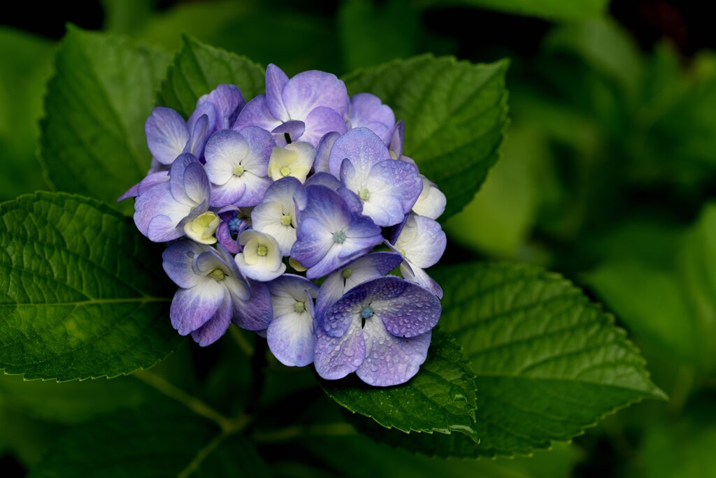 平和島公園の紫陽花
