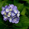 平和島公園の紫陽花